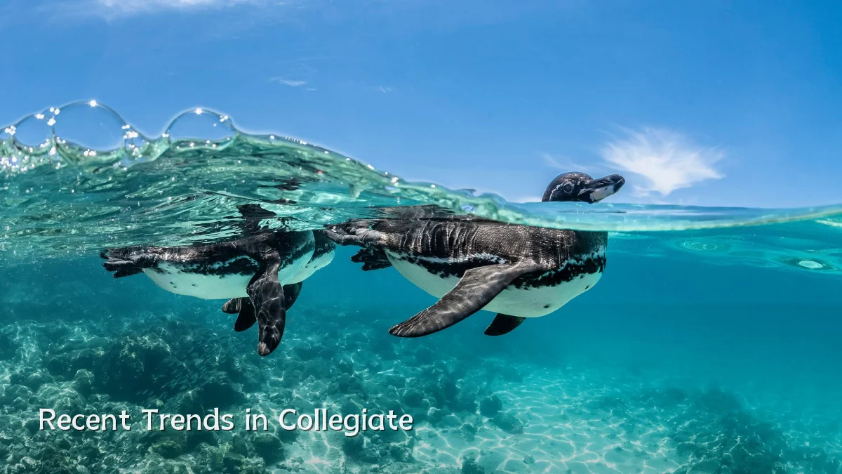 Recent Trends in Collegiate